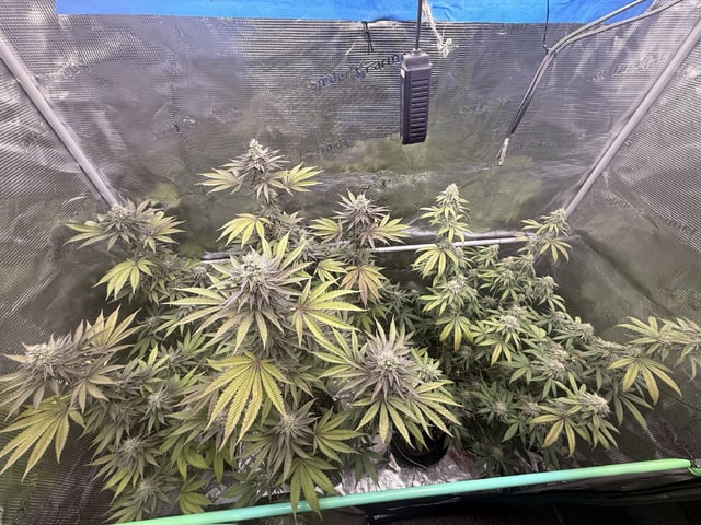 Oreo_BMG#2 — flower, day 9