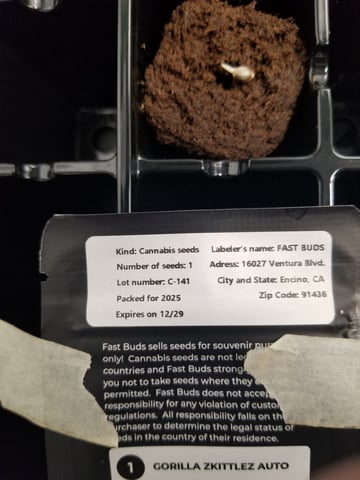 first grow — seedling_rooting, day 3