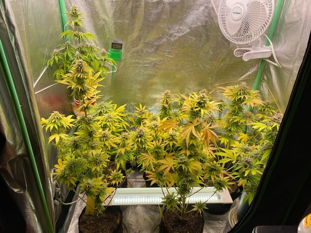 The White X Run Away Bride #3 — flower, day 105