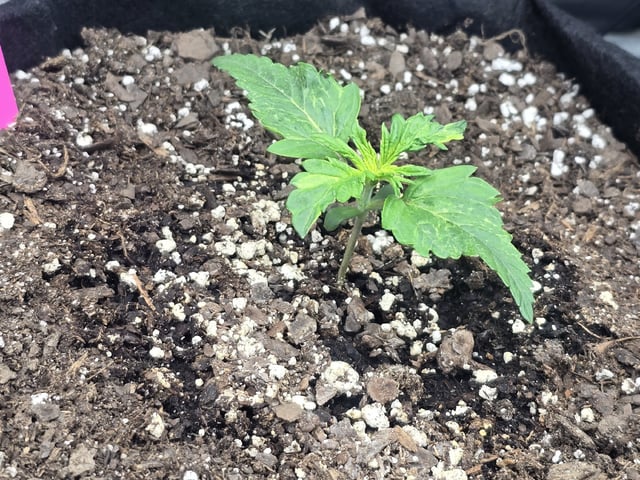 Autos AGAIN — vegetative, day 16
