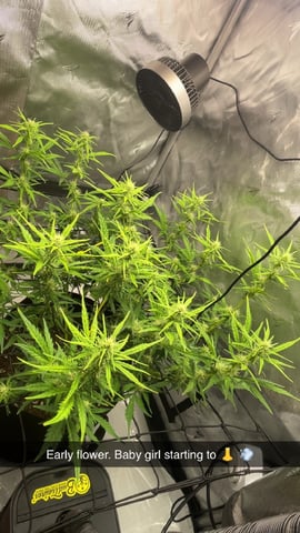 3x3 Grow — flower, day 16
