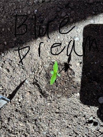 3 seeds  — vegetative, day 15