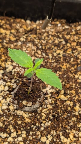 Lemon Cherry Gelato Auto — vegetative, day 9