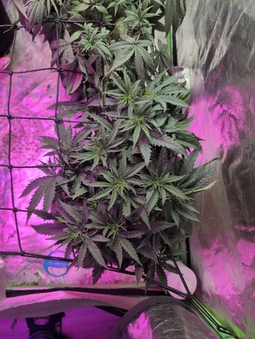 2025-26 — vegetative, day 42