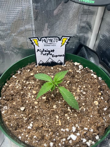 Mephistos Auto  — auto, day 14