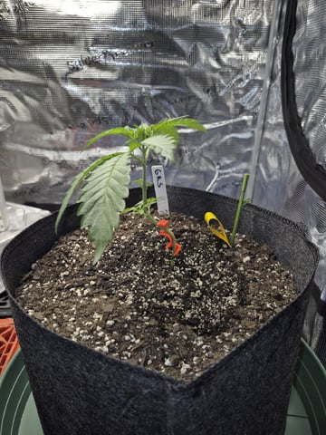 Grow 1 2026 Gelato Rainbow Sherbert  — vegetative, day 16