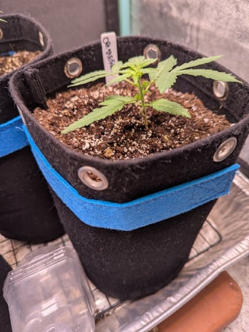 Autos — vegetative, day 8