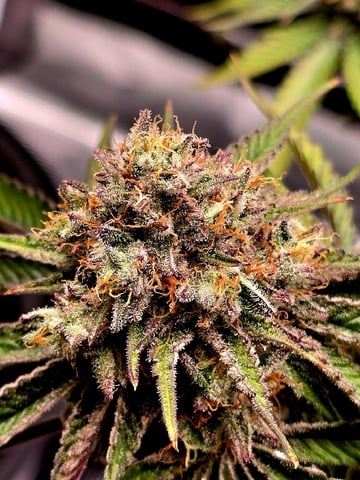 Dirty Bird - Thousand Island Fem & Platinum Kush Breath Remix x Grape Cakehead Fem Photo  — flower, day 105