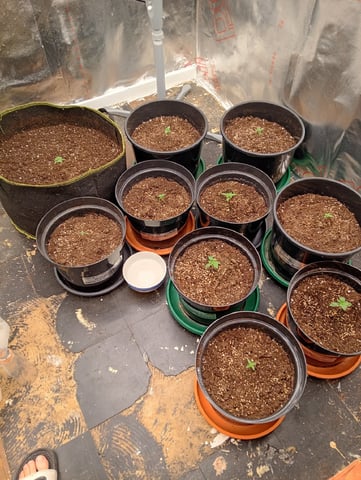 4 Different Kinds Of Autos  — seedling_rooting, day 15