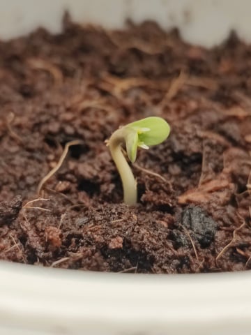 Fast Buds Gorilla Z auto — germination, day 4