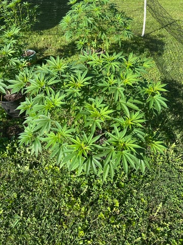 2026 Outdoor — vegetative, day 73