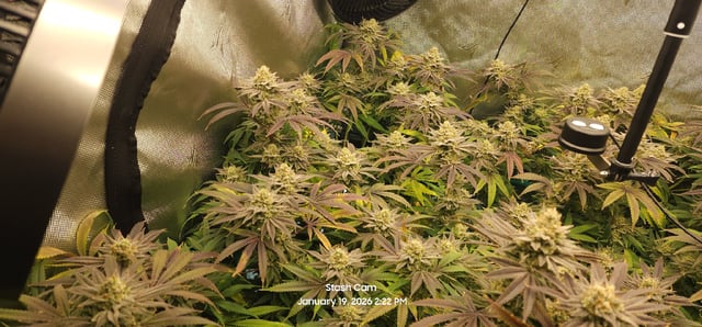 Guava Mints — flower, day 114