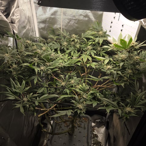 Fast Flowering Photo