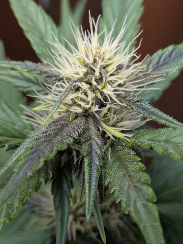 Mendo Frost / Gorilla Cookie / Banana Purple Punch  — flower, day 46