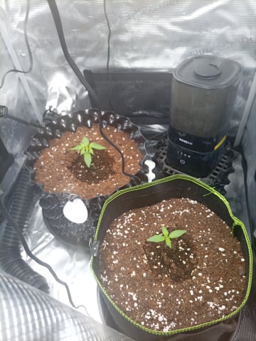 first tent grow — seedling_rooting, day 1
