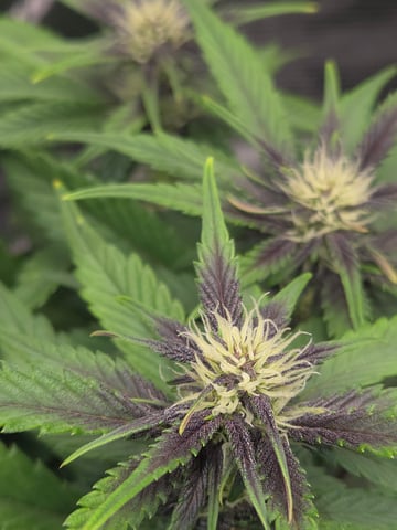 second grow — flower, day 35