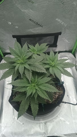 Critical Purple Kush — vegetative, day 54
