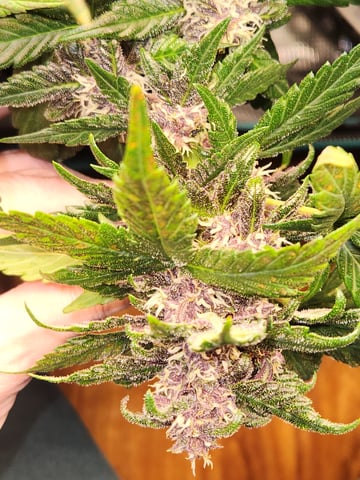 Autoflower grow. my first grow  — flower, day 73