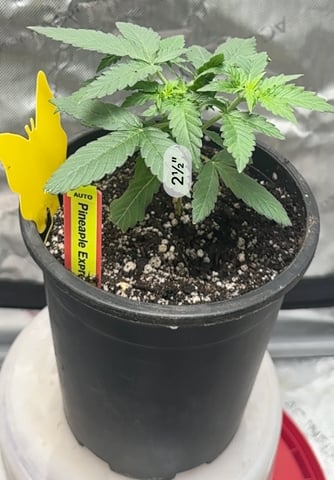 2025 Grow 1 — vegetative, day 1