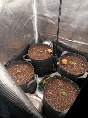 HP CC — seedling_rooting, day 14