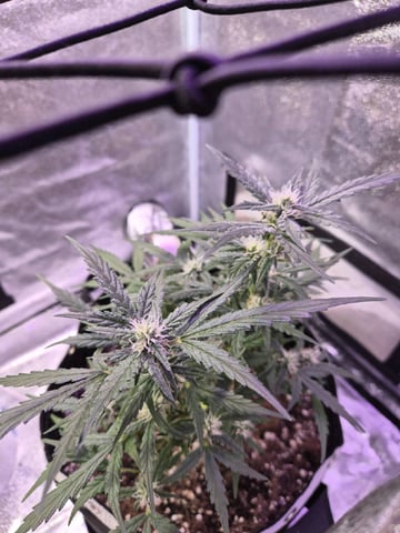 I'll get it right — flower, day 72