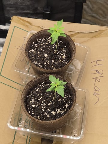 My first batch of medication — vegetative, day 26