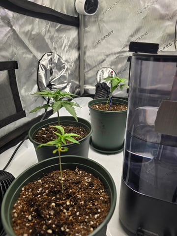 Homegrown - 🍒 🥧 & GSC Auto, 🚀 Seeds 🍌 Buttercups  — vegetative, day 21