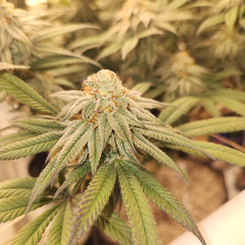 true genetics  — flower, day 38