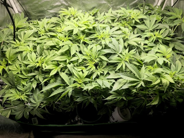 Kushberry Moonrocks — flower, day 54