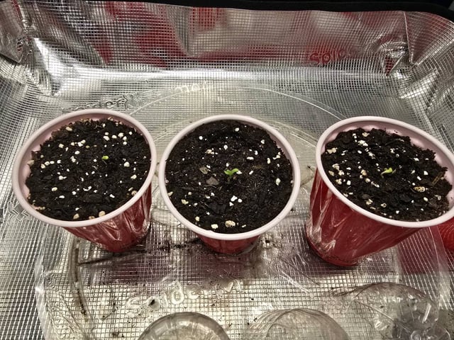  1 Blue Zushi x Venom & 1 Jack Here x Strawberry Cookies OG — seedling_rooting, day 3