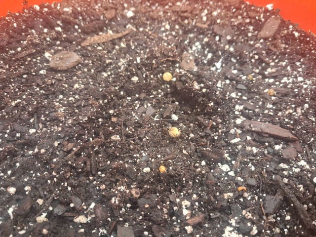 mendo breath-white widow-pilot light — germination, day 6