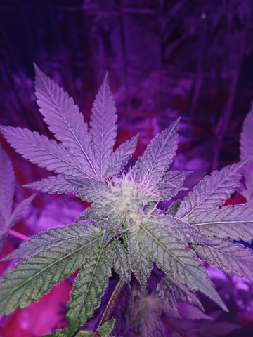 triangle kush  — flower, day 74