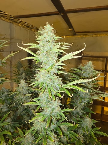 2nd Autoflower Indoor Grow — flower, day 76