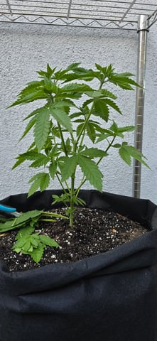 Mystery Weed Plant — vegetative, day 59
