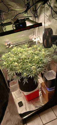 newest ggs setup grow — flower, day 53