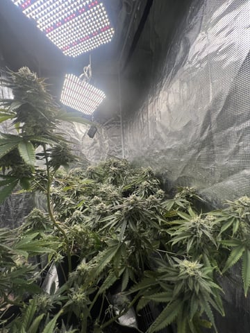New LADIEZZ — flower, day 121