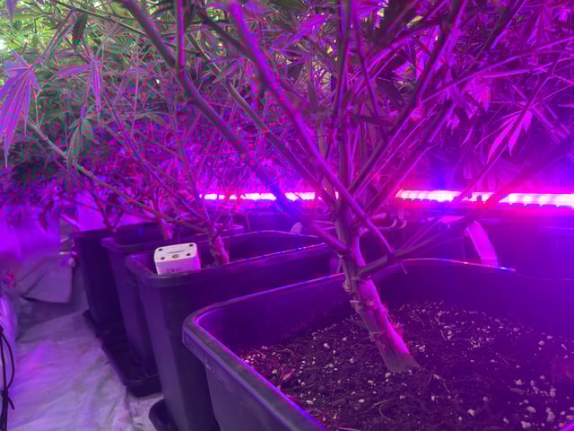 zunami s1 grounded genetics  — flower, day 52