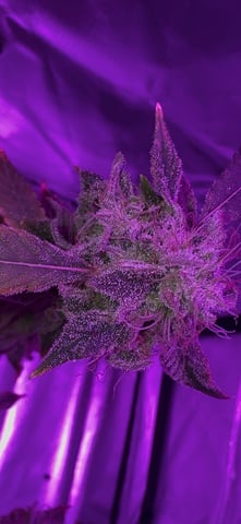 OG Kush — flower, day 144