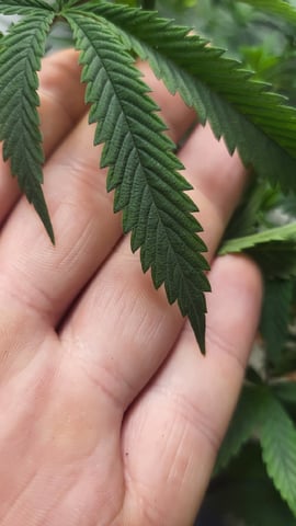 1st grow indoors(cardboard box to 2x2x4 to 5x5x6) — vegetative, day 68