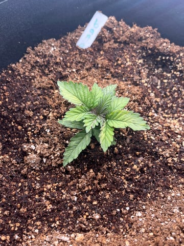 My First Four — vegetative, day 24
