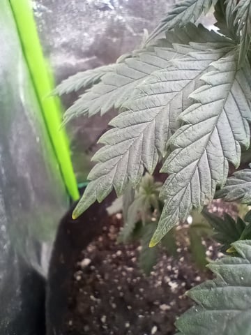 All Aboard!!! — vegetative, day 45