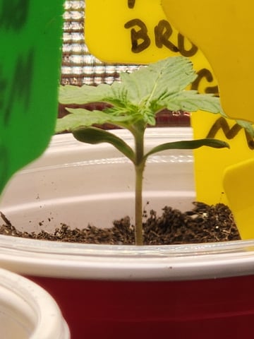 HE1E we GROW  — seedling_rooting, day 32