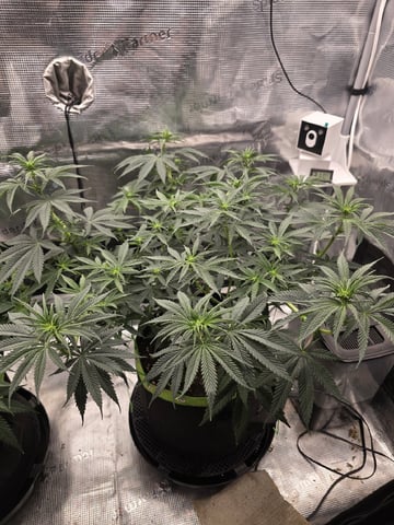  1 Blue Zushi x Venom & 1 Jack Here x Strawberry Cookies OG — flower, day 52