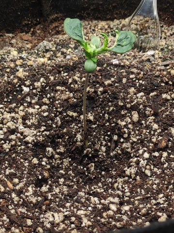 OG III — seedling_rooting, day 9