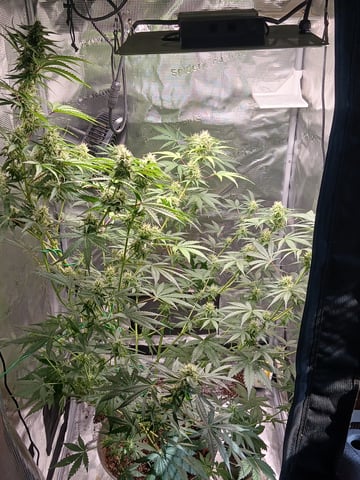 black gorilla feminized  — flower, day 30