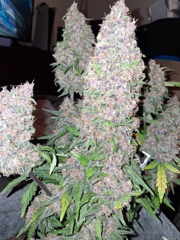 Lemon Cherry Cookies, Purple Haze and Strawberry Gorilla Grows — harvest, day 20