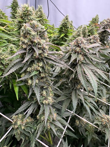 Permanent Marker, Gary Payton — flower, day 54