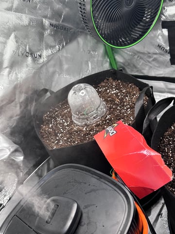 Pine (Auto) 2025 - 0 — seedling_rooting, day 9