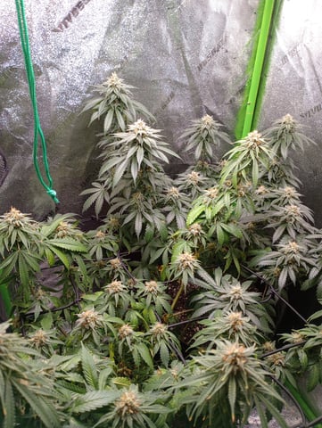 All Aboard!!! — flower, day 114