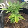 FireTerps5692